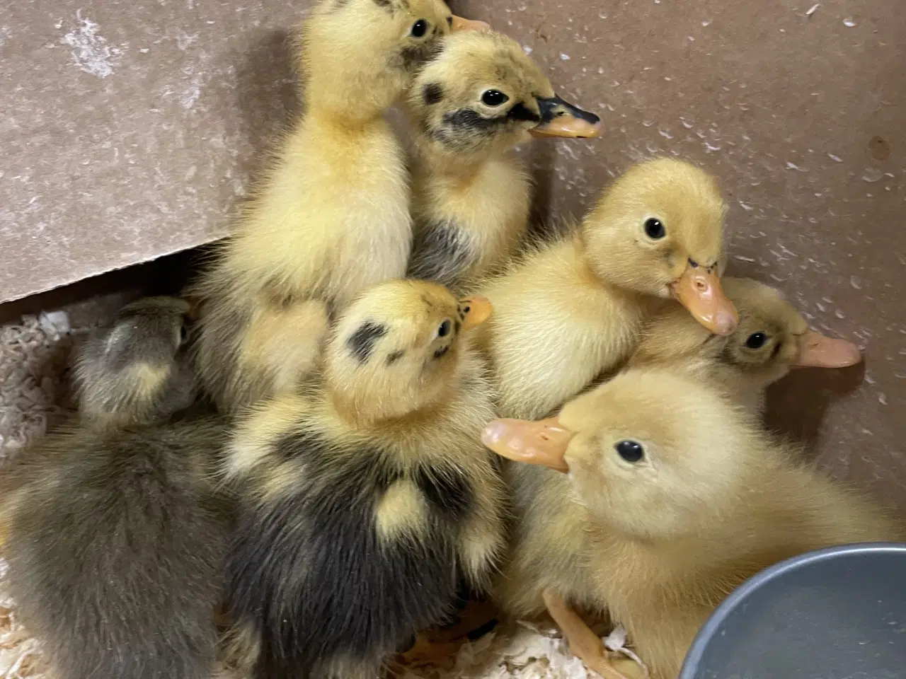 Billede 1 - Løbeande ællinger sælges