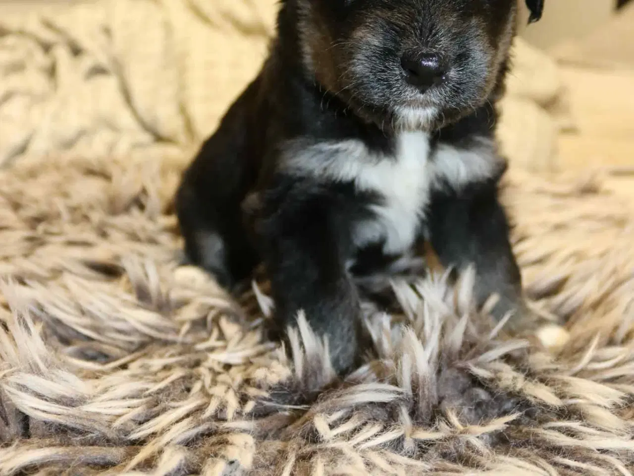 Billede 1 - Golden Doodle & Alaskan Malamute Hvalpe
