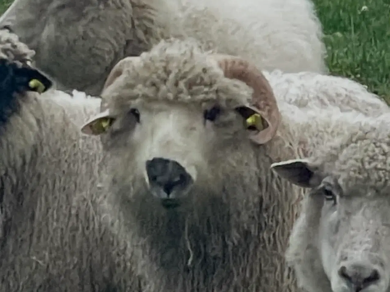 Billede 2 - Valais Blacknose, vædderlam