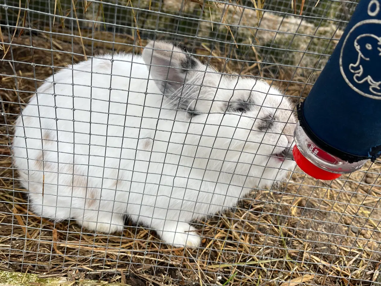 Billede 2 - Løvehovede han kanin