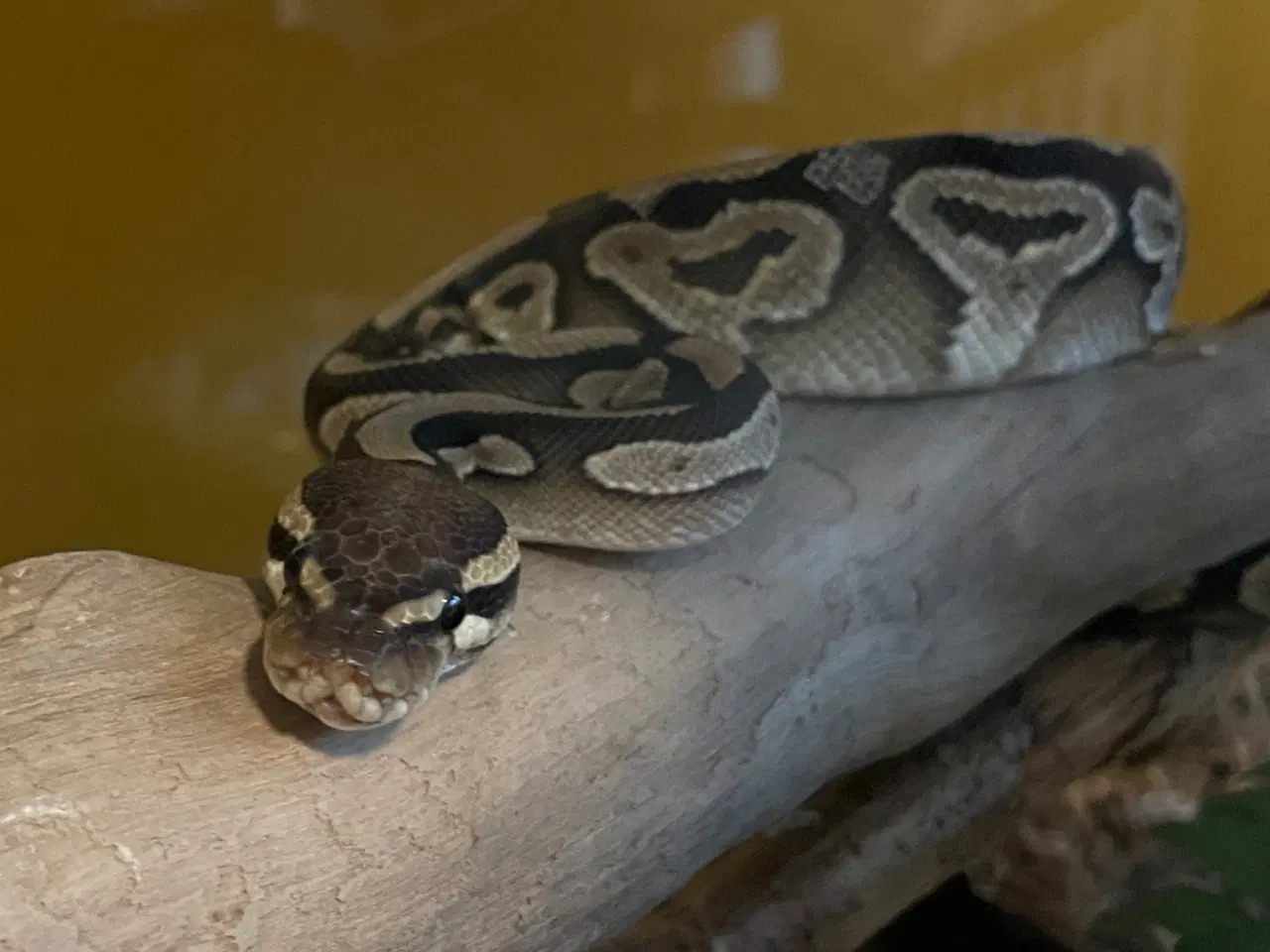 Billede 1 - Konge Python Mojave 0.1 med aflåseligt terraium.