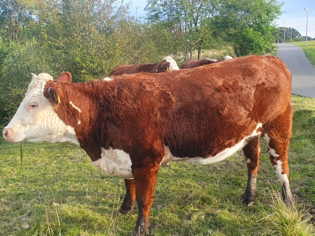 Billede 1 - Hereford Kvier sælges