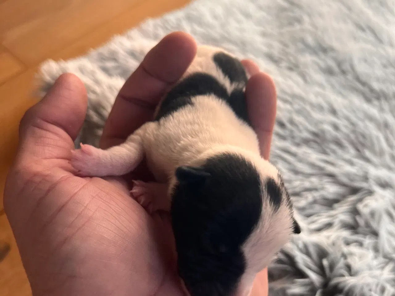 Billede 4 - Jack russel hvalpe 