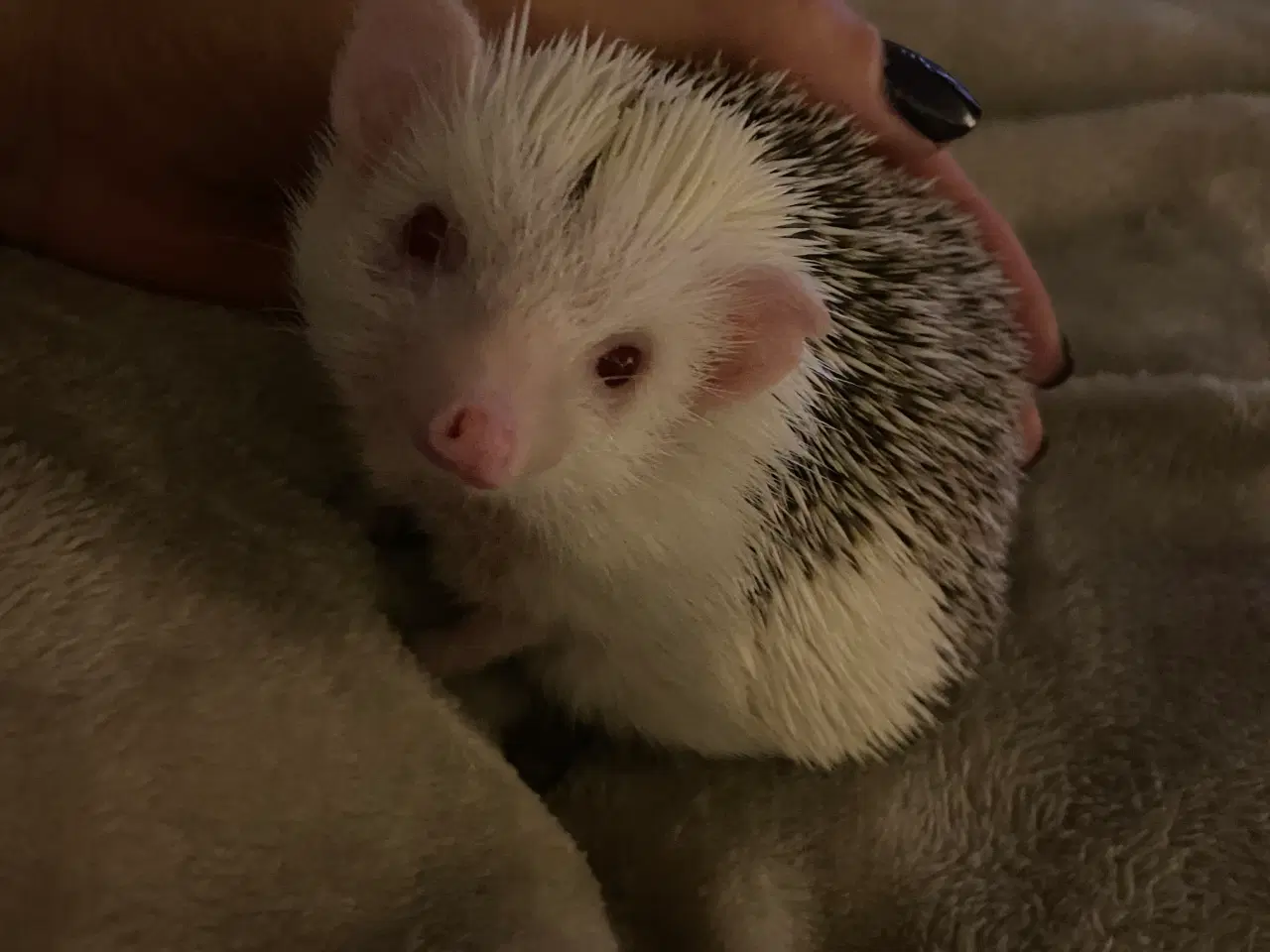 Billede 5 - Afrikansk Pygmæ Pindsvin