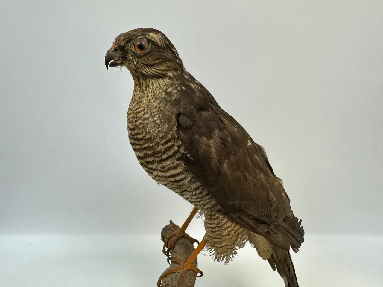 Billede 2 - Udstoppet Spurvehøg