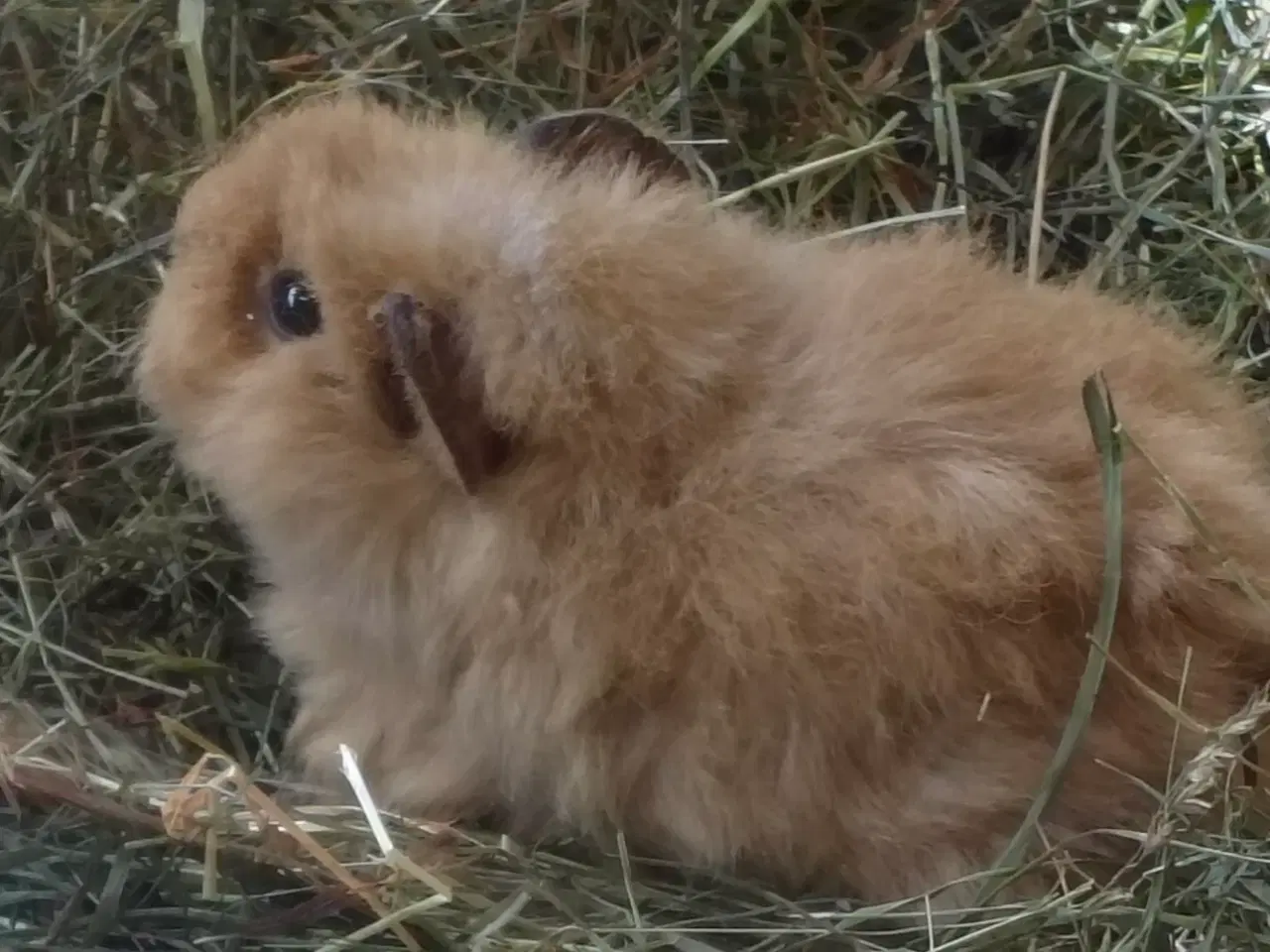 Billede 2 - SØGER SØGER Teddy marsvin unge " billedet"