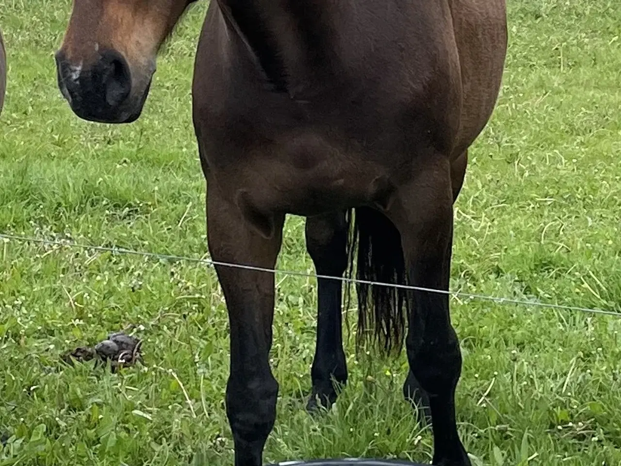 Billede 2 - DV hoppe fra 2008