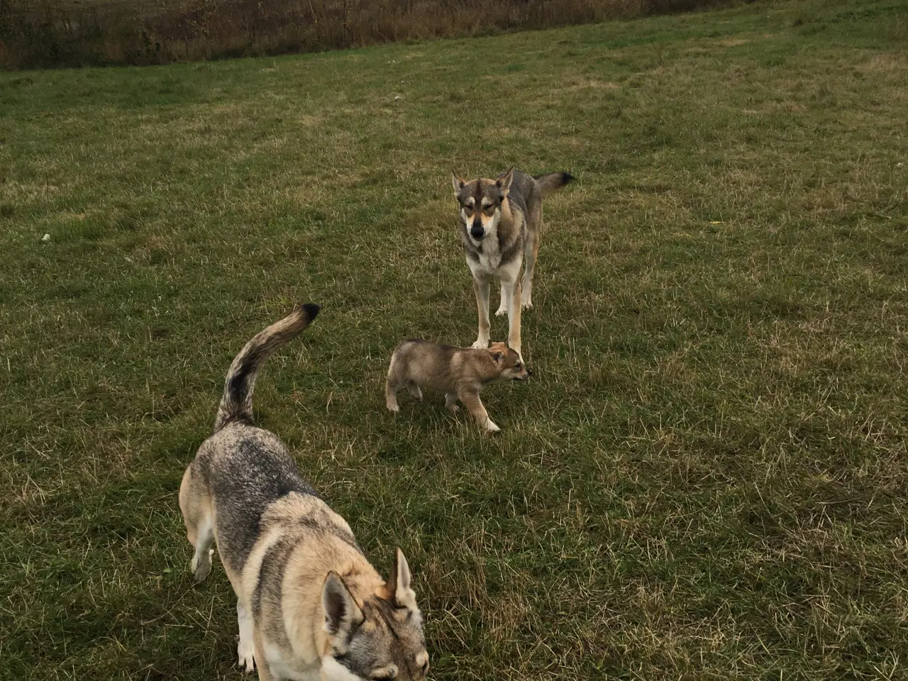 Billede 19 - Hvalpe af hvid schæfer og tjekkoslovakisk ulvehund