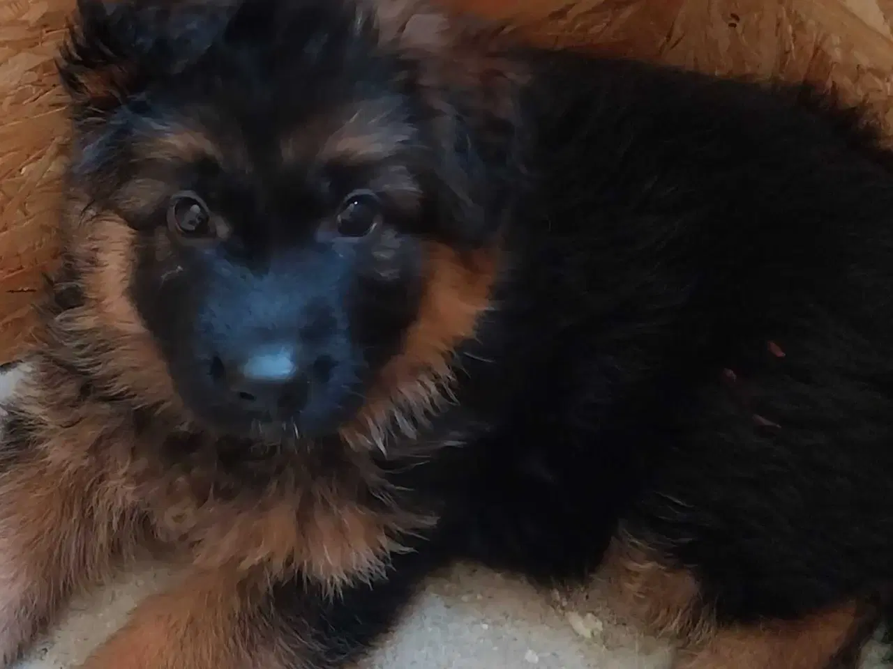 Billede 2 - Schæferhvalpe af bedste opdræt SV for Odense