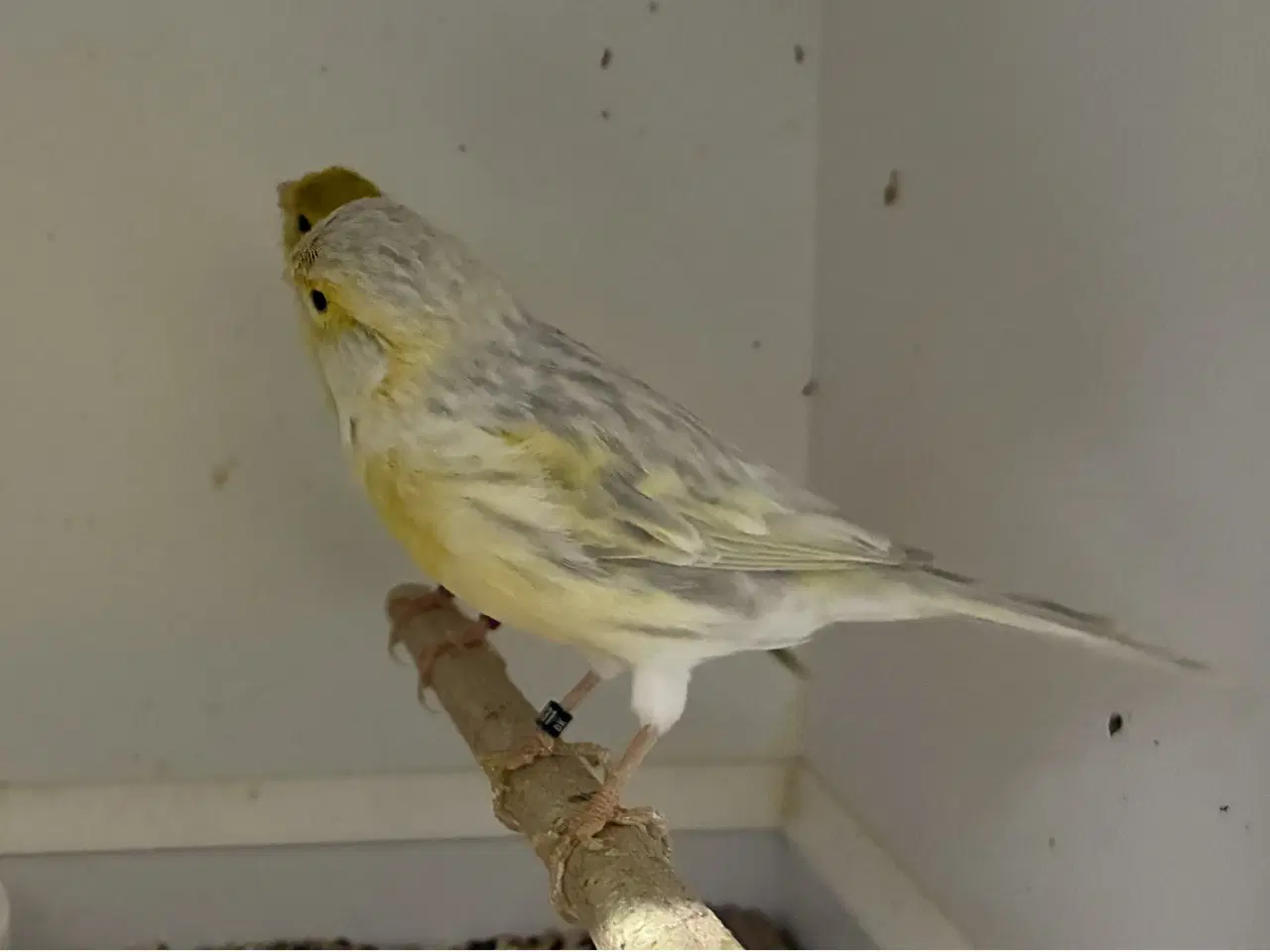 Billede 1 - Agat Opal Gul Mosaik