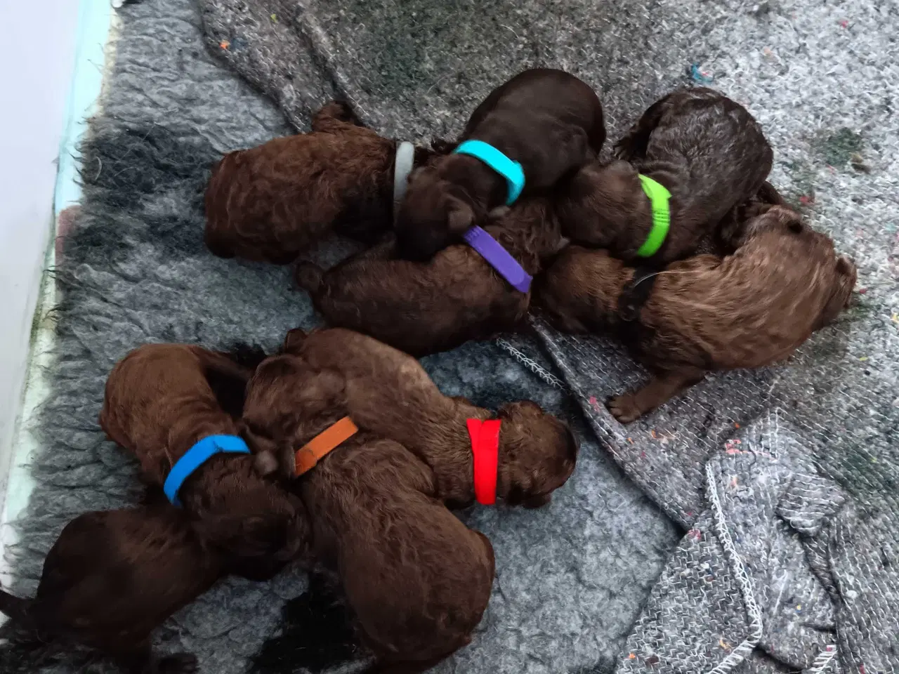 Billede 3 - Brune labradoodle F1B hvalpe