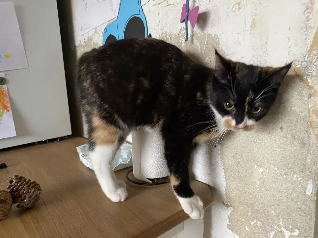 Billede 3 - 2 hun kattekillinger sælges