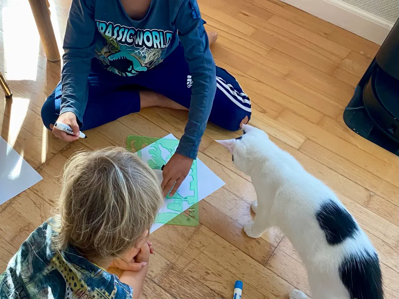 Billede 20 - Maine Coon/Perser/Huskat killinger