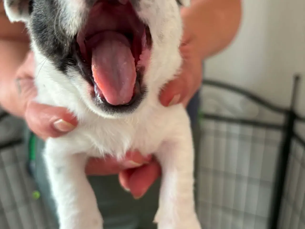 Billede 1 - Dansk svenskgårdhund/ shitzu hvalpe