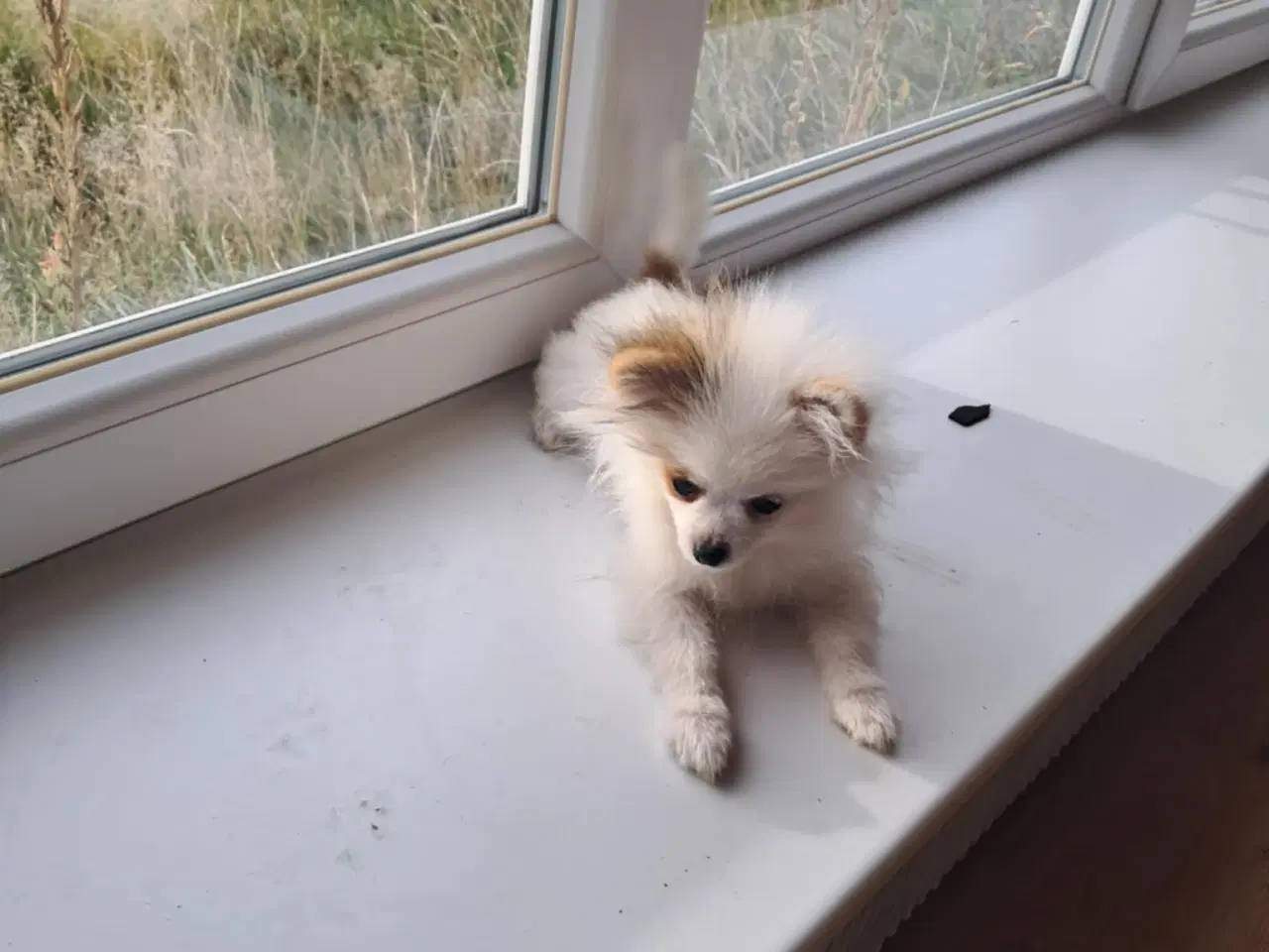 Billede 4 - Pommeranian hvalp 1 dreng til bage m stambog