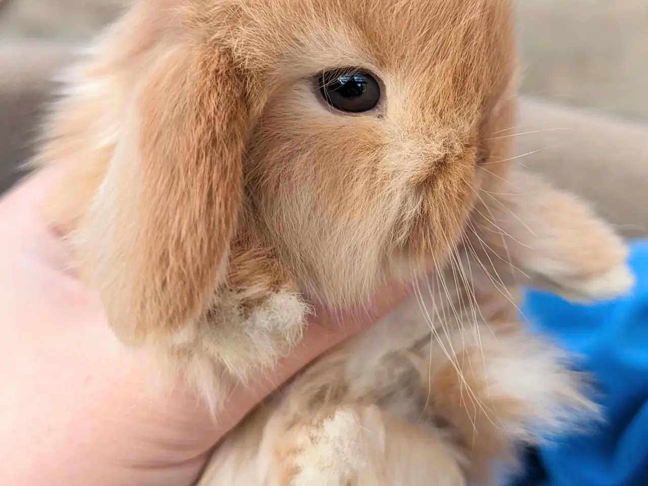 Billede 5 - Minilop kaninunge sælges