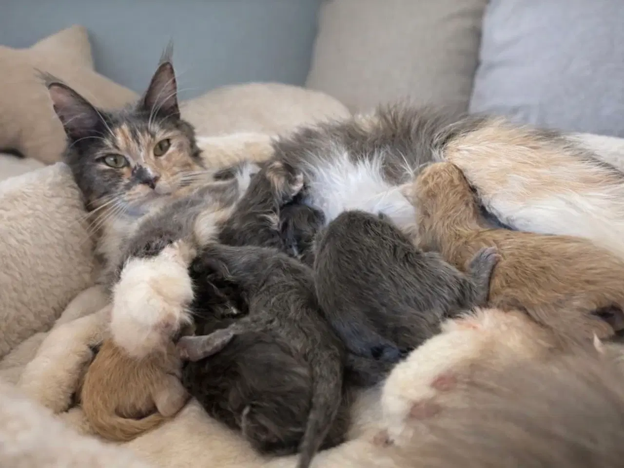 Billede 8 - Lækre Maine coon bamser 