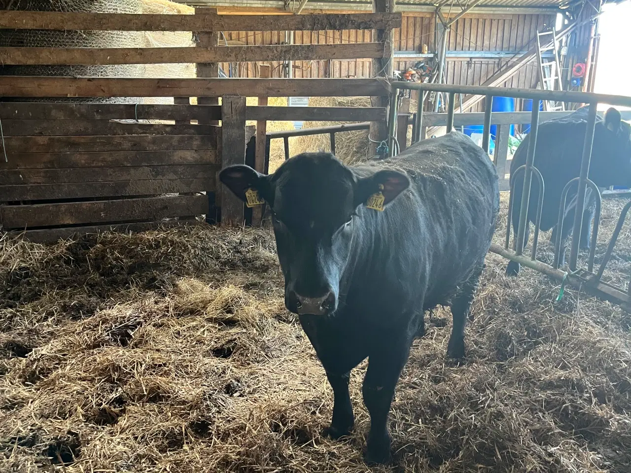 Billede 1 - Angus tyr