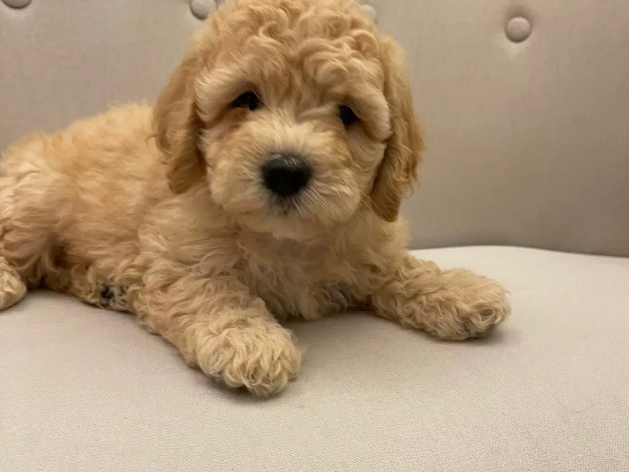 Billede 2 - De skønneste Mini Goldendoodle hvalpe 