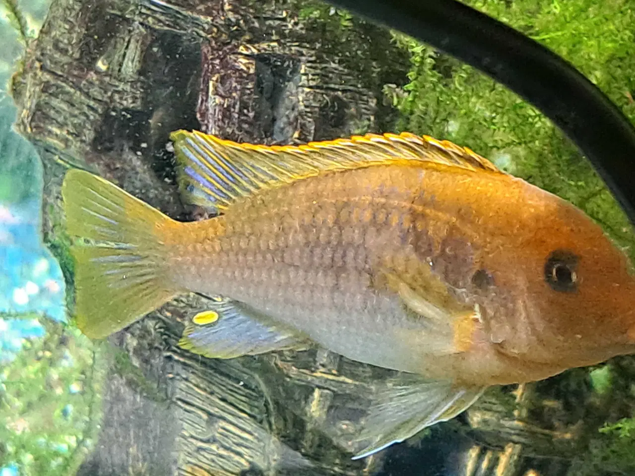 Billede 7 - Orange brunlig variant