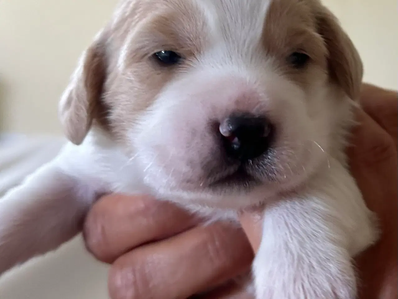 Billede 1 - Hundehvalpe  Cocker spaniel/ japansk spids