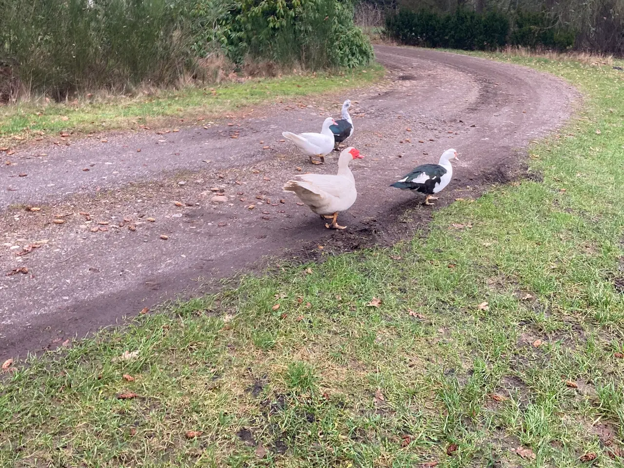 Billede 2 - Moskus ænder