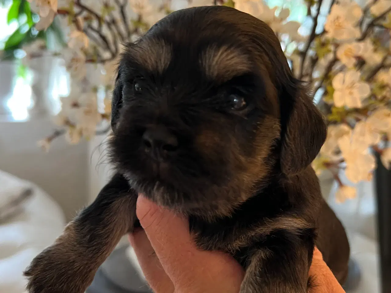 Billede 16 - Sødeste Bichon Havanais 