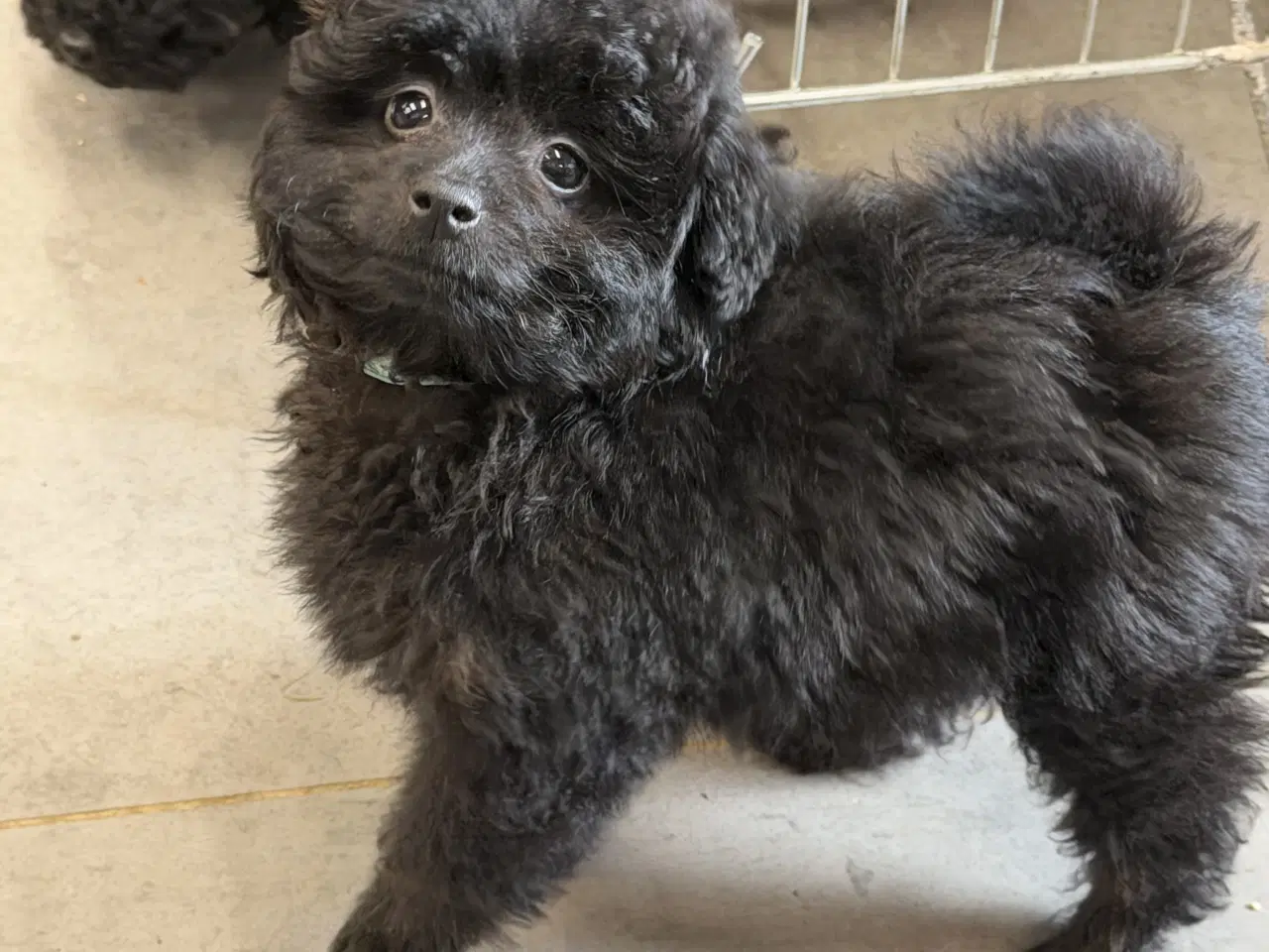 Billede 12 - 🐾 Skønne Pomapoo hvalpe søger deres forever homes