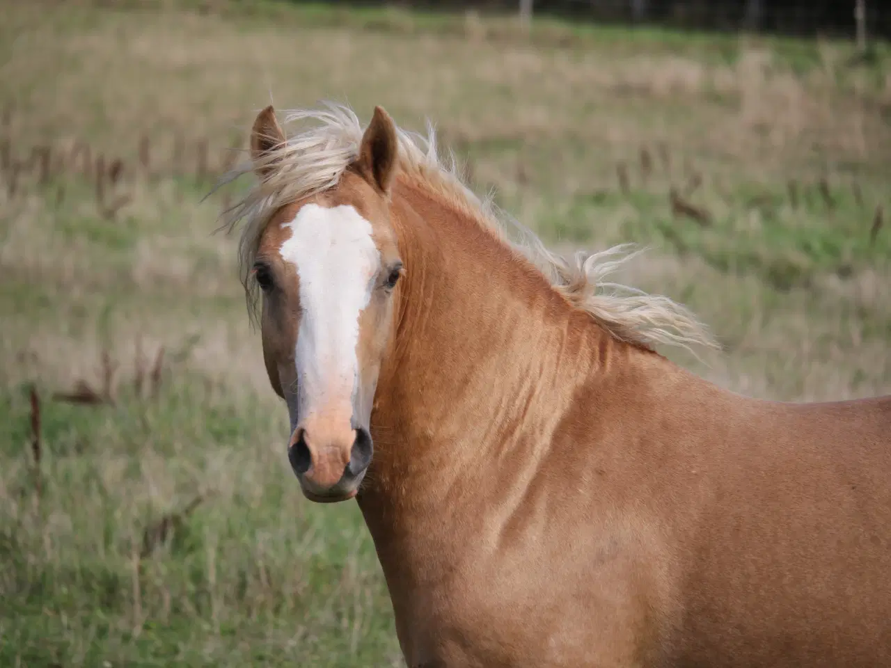 Billede 2 - Welsh Cob avlshingst - Kat 1.