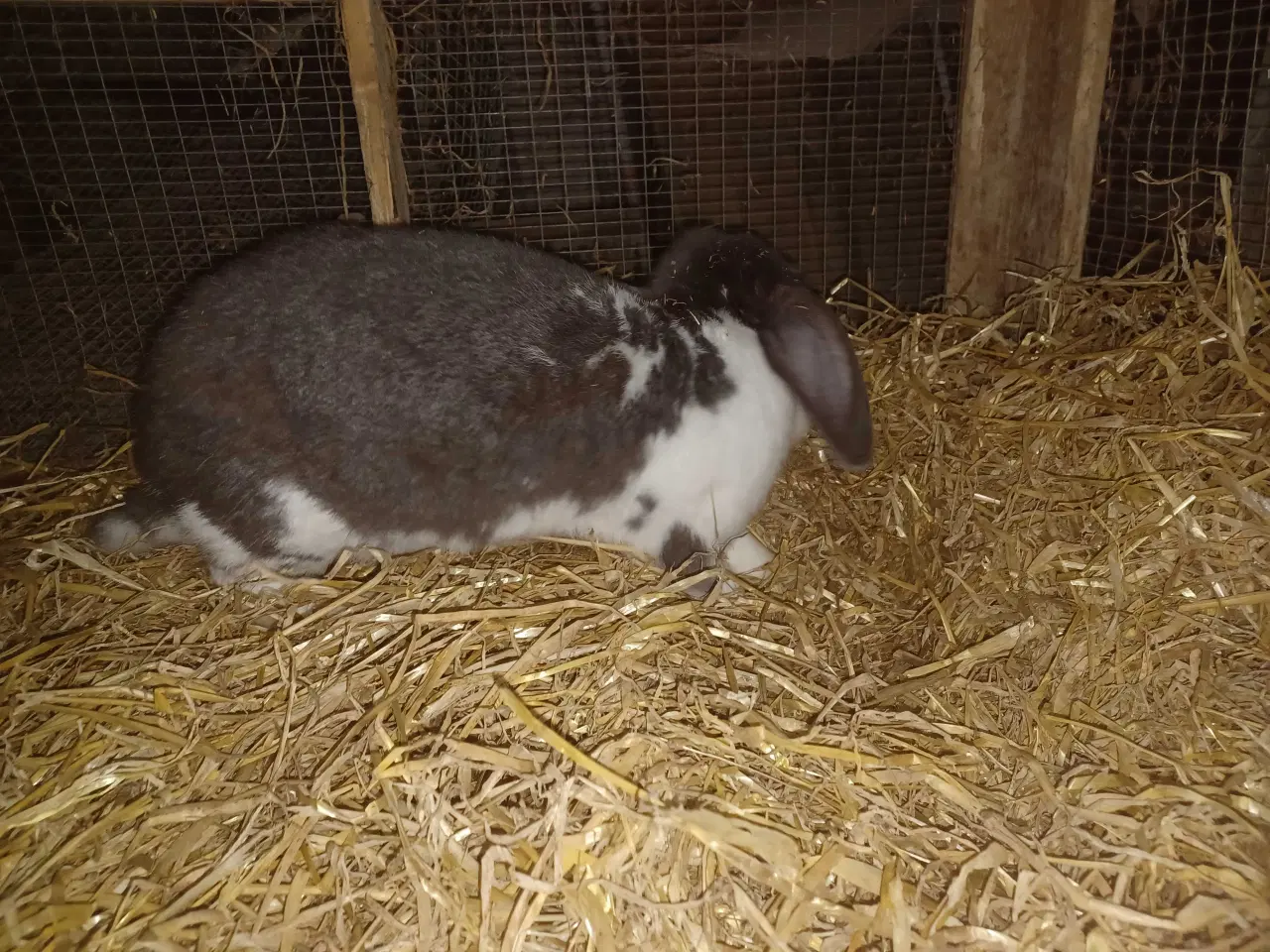 Billede 3 - Fransk vædder x tks