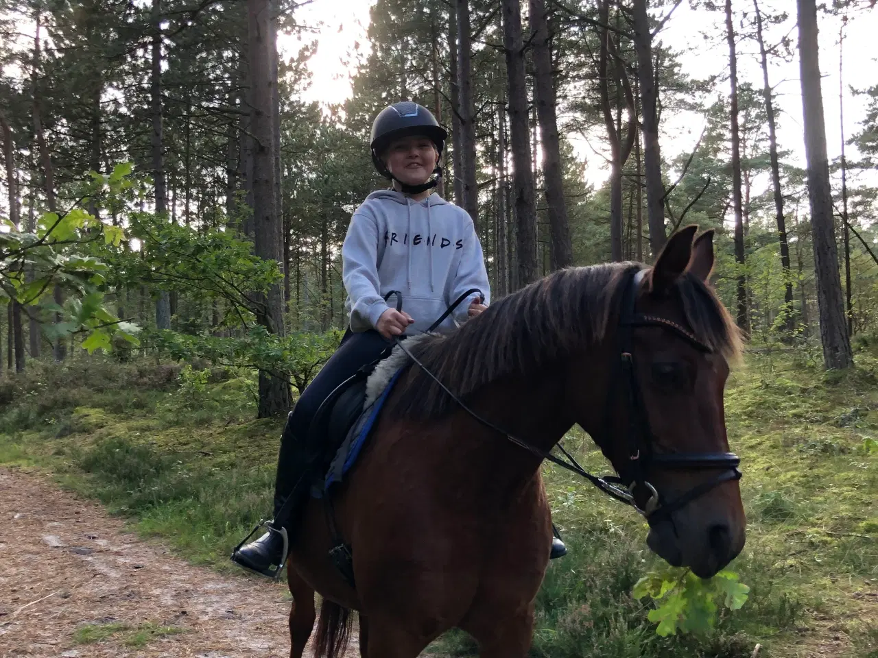 Billede 7 - Sødeste børnepony søger ny familie. 