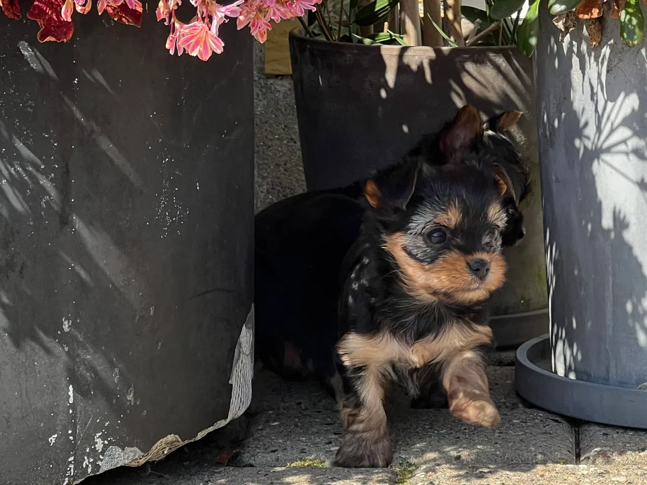 Billede 9 - Yorkshire terrier/Chihuahua