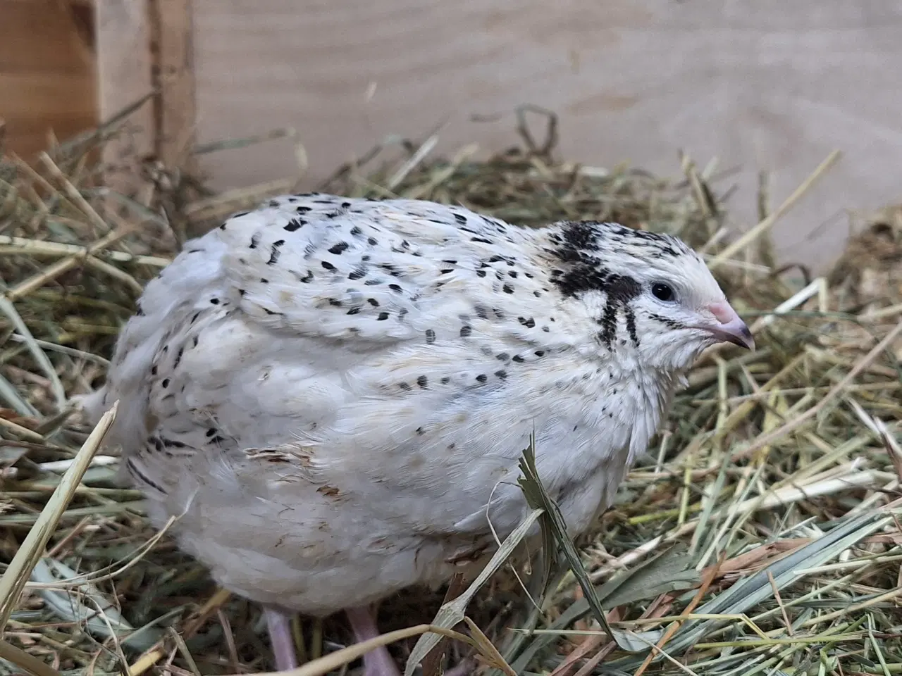 Billede 2 - Store flotte Jumbo Vagtler (sjældne farver)