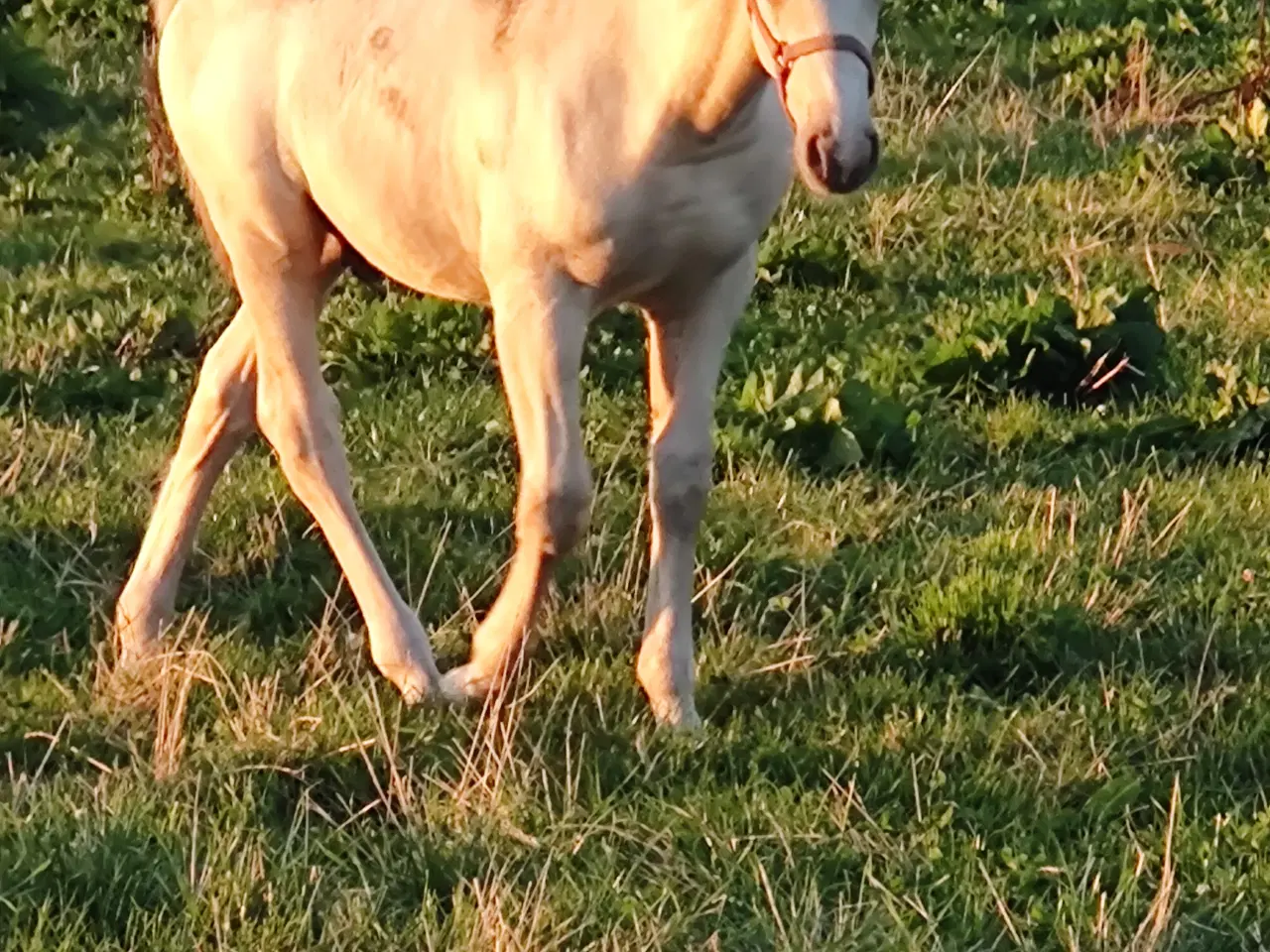 Billede 4 - Palomino hingsteføl 