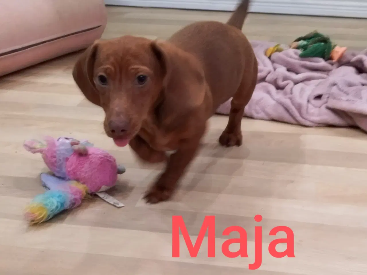 Billede 6 - Danmarks flottes Gravhunde korthåret 