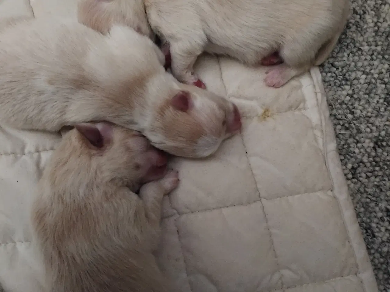 Billede 2 - Ægte pomeranian hvalpe 3 stk