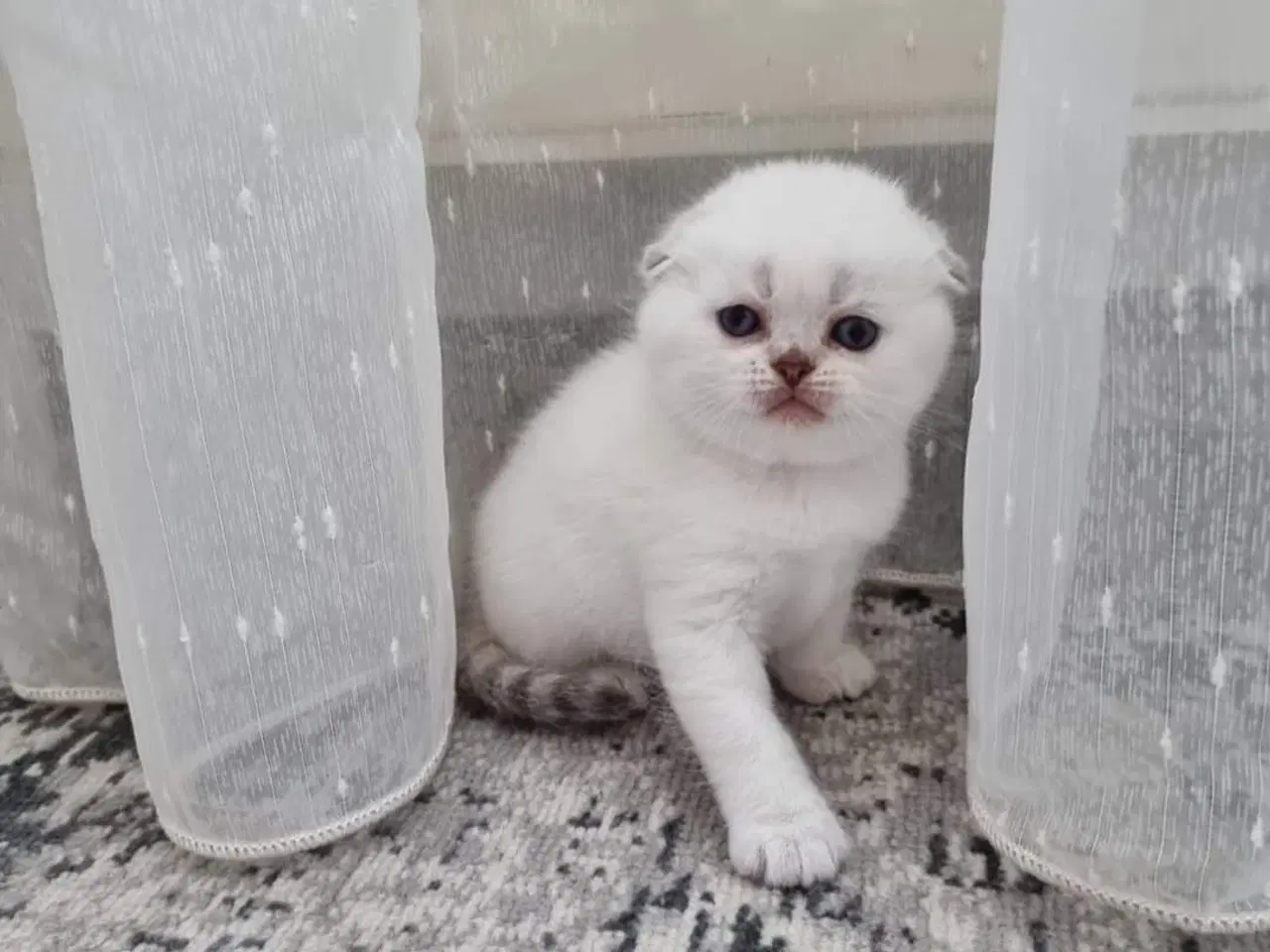 Billede 5 - Scottish fold lynx point 