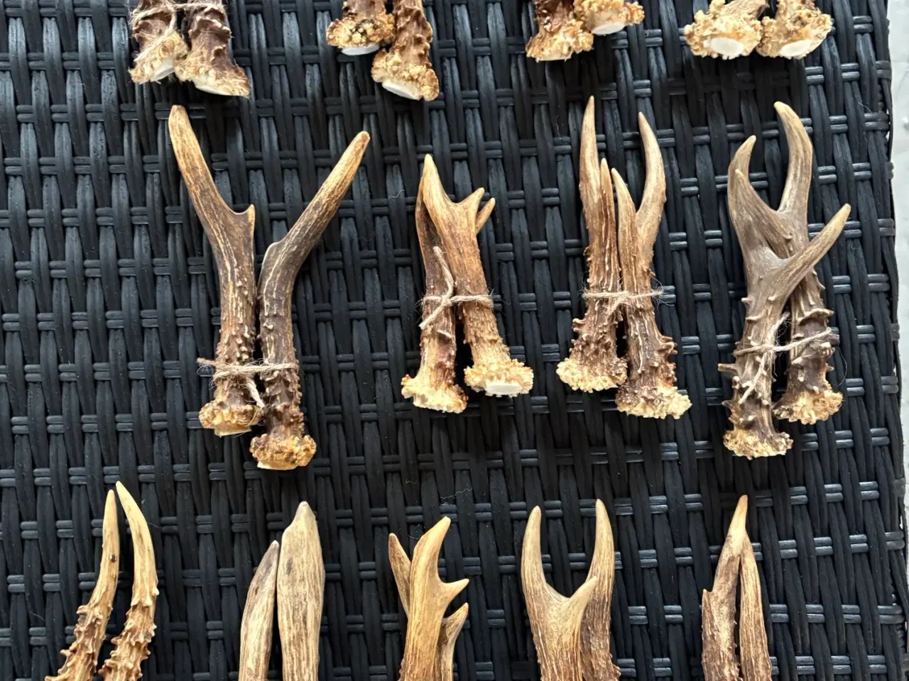 Billede 1 - Gevir fra rådyr