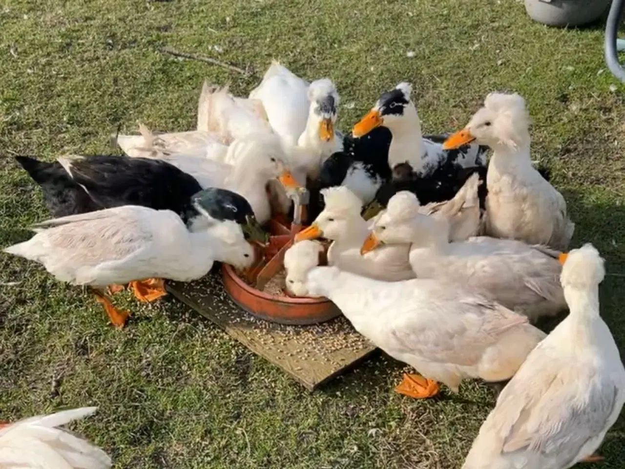 Billede 2 - Rugeæg fra løbeænder, kejserænder og blandings