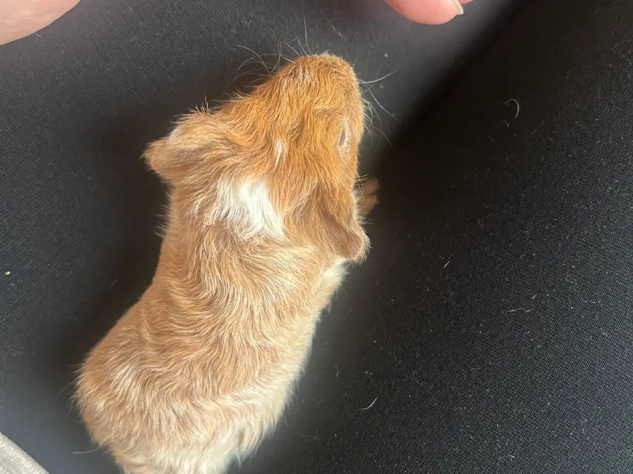 Billede 1 - Reserveret. Marsvin unge (han) søger nyt hjem✨🐹 