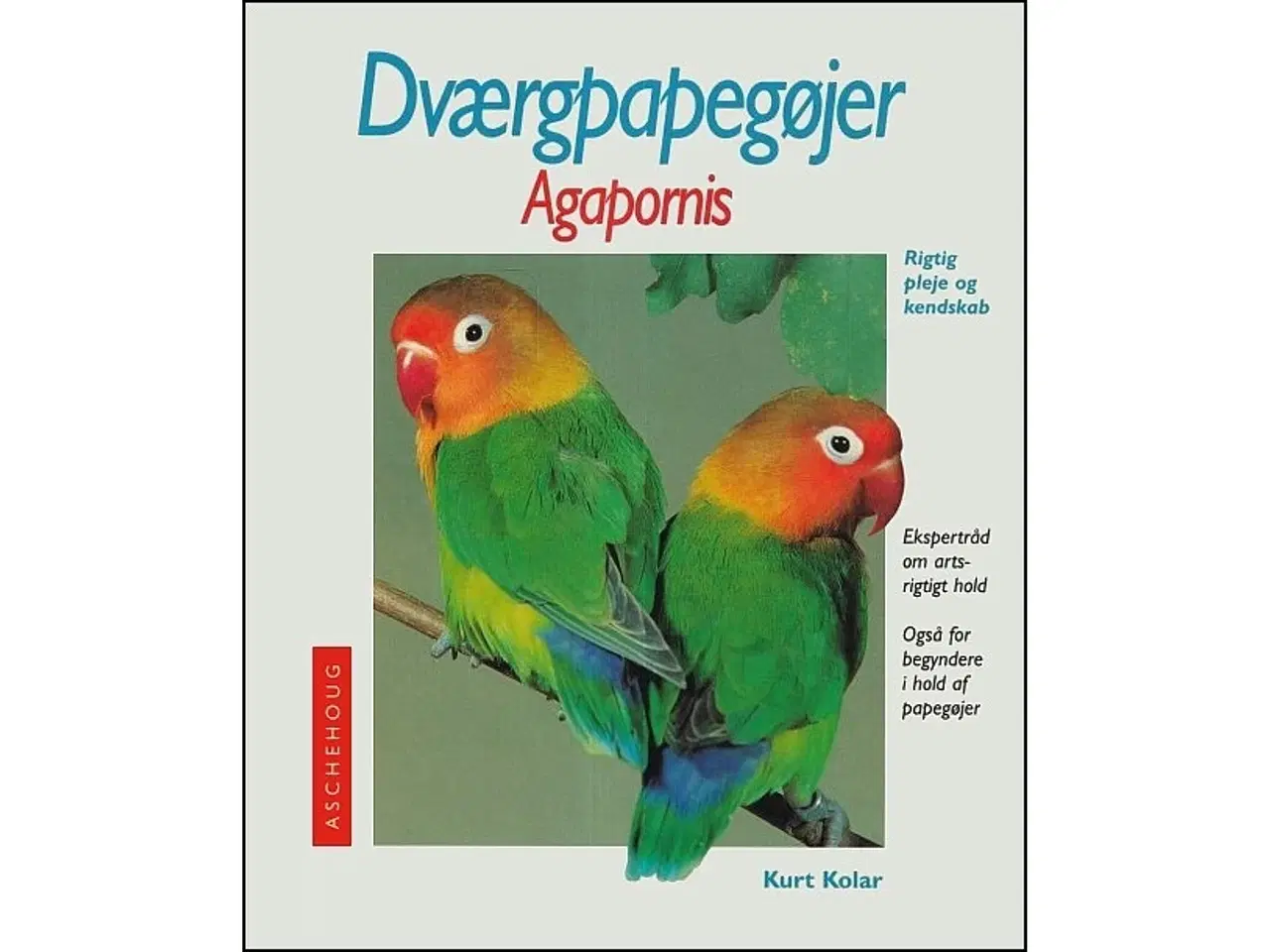 Billede 1 - Dværgpapegøjer