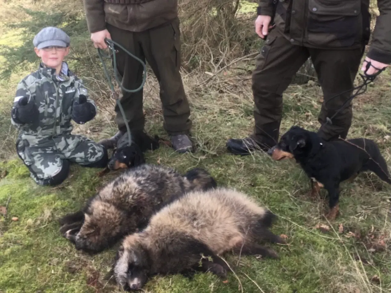 Billede 11 - Tysk Jagtterrier hvalpe salgsklar - 2 hanner