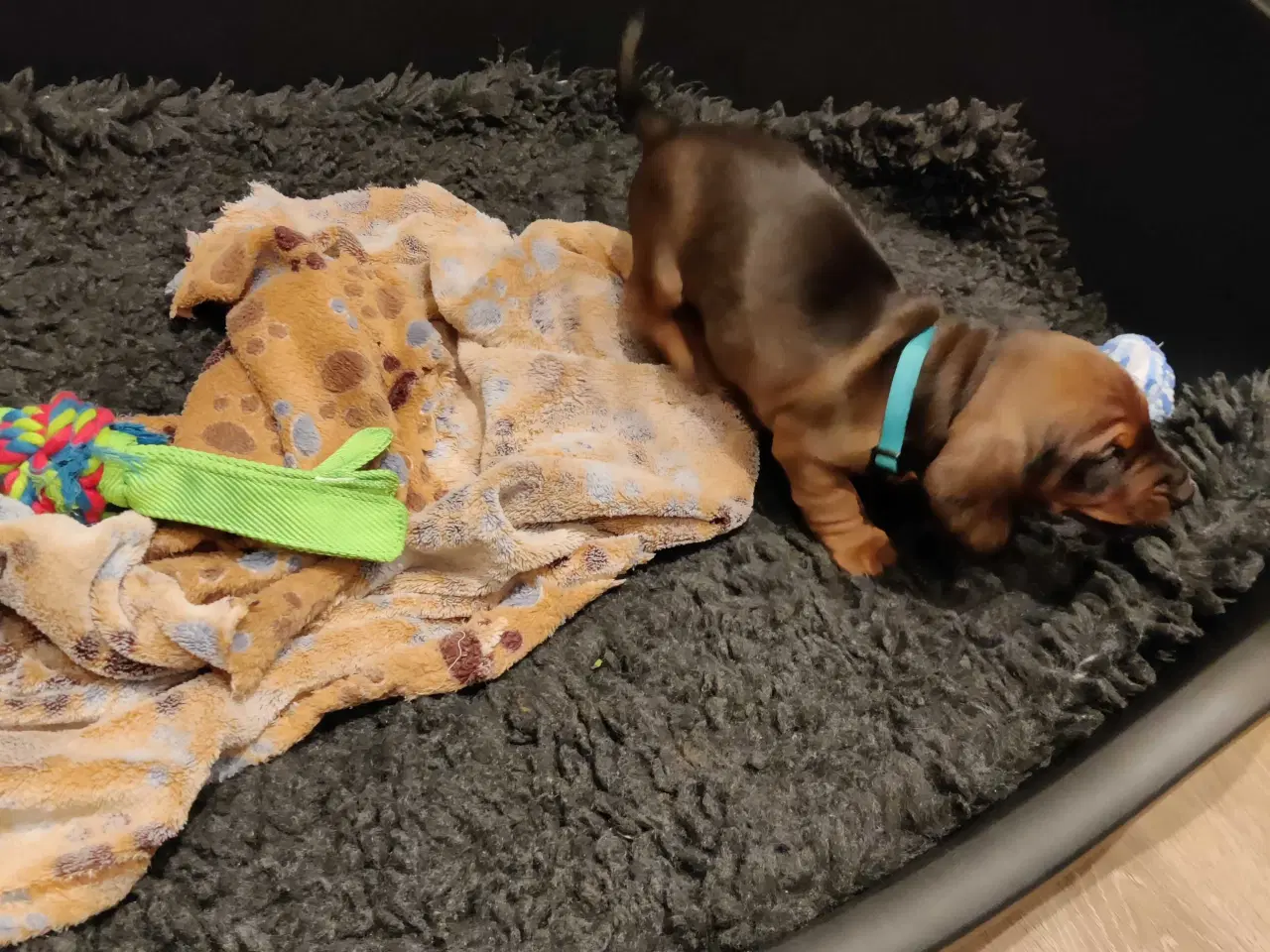 Billede 1 - Gravhund hvalp 