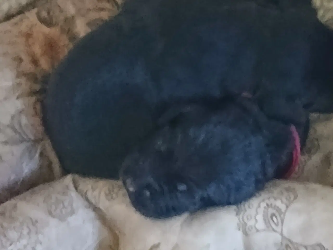 Billede 3 - Hundehvalpe
