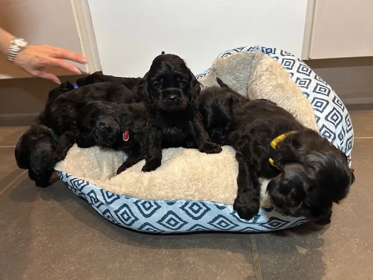 Billede 13 - Amerikansk Cocker hvalpe