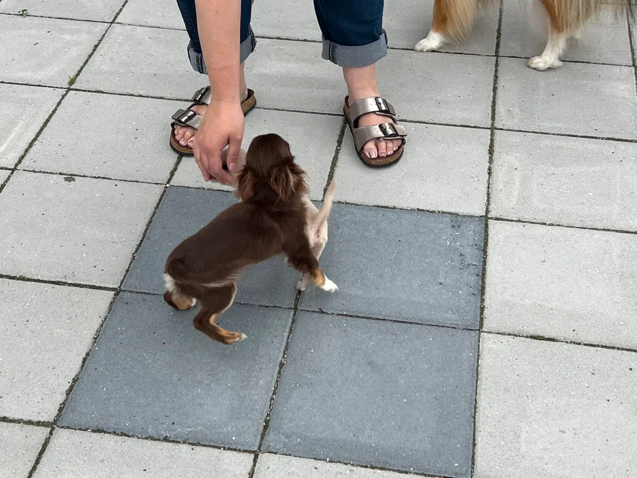 Billede 2 - Chokolade farvet 1 årig dreng
