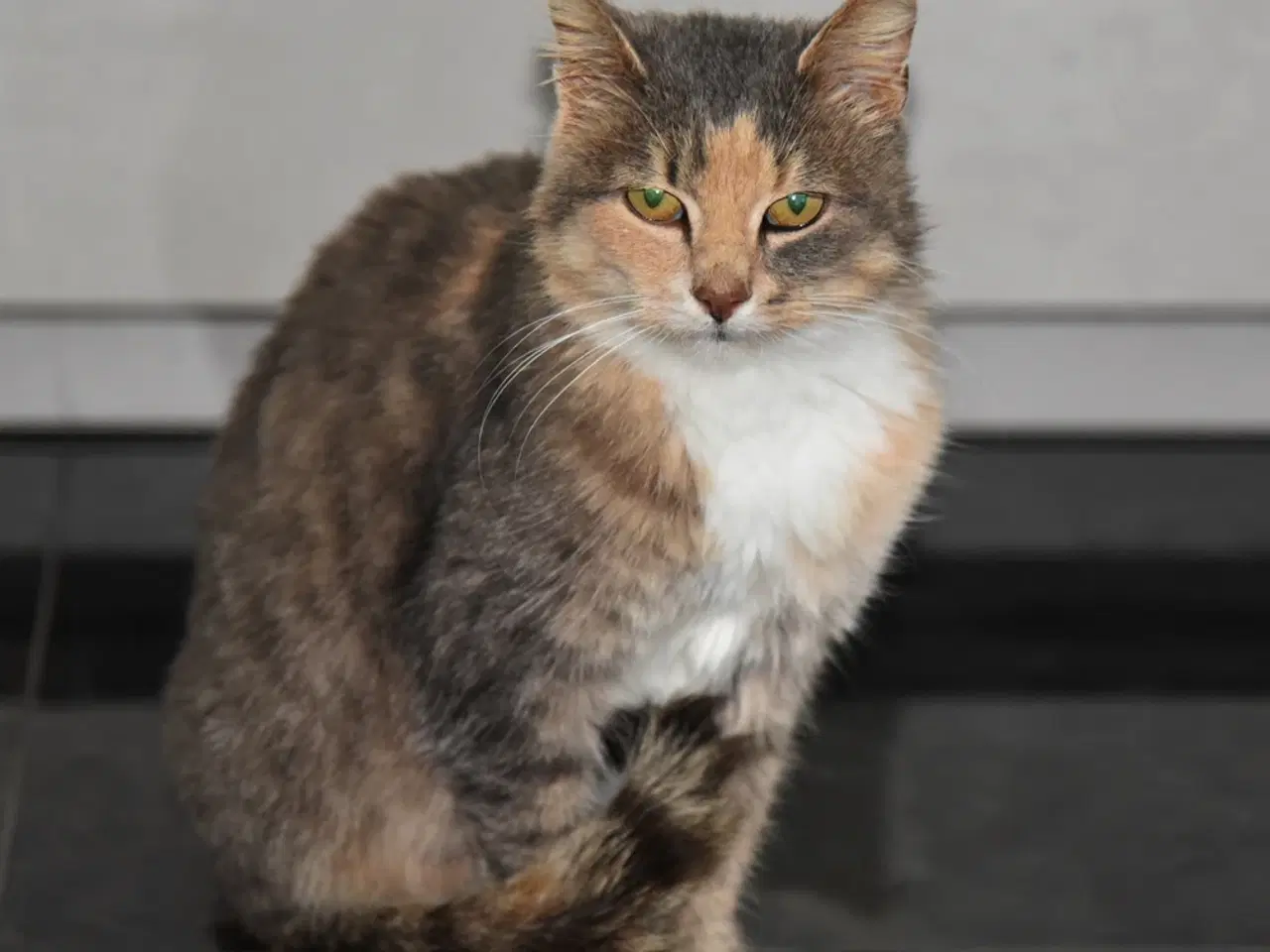 Billede 8 - Fluffy, legesyg kat søger et kærligt hjem