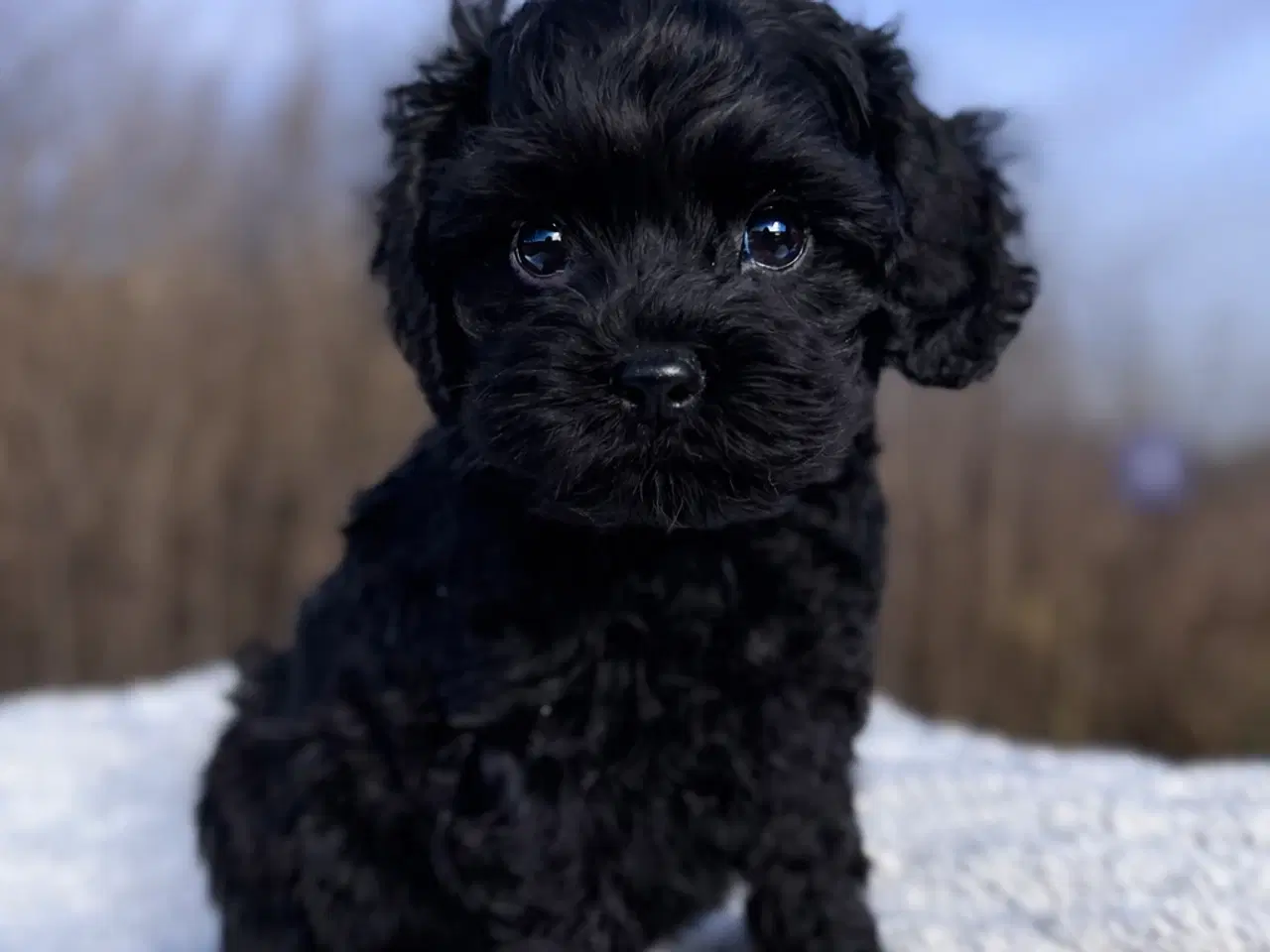 Billede 1 - Cockapoo dreng