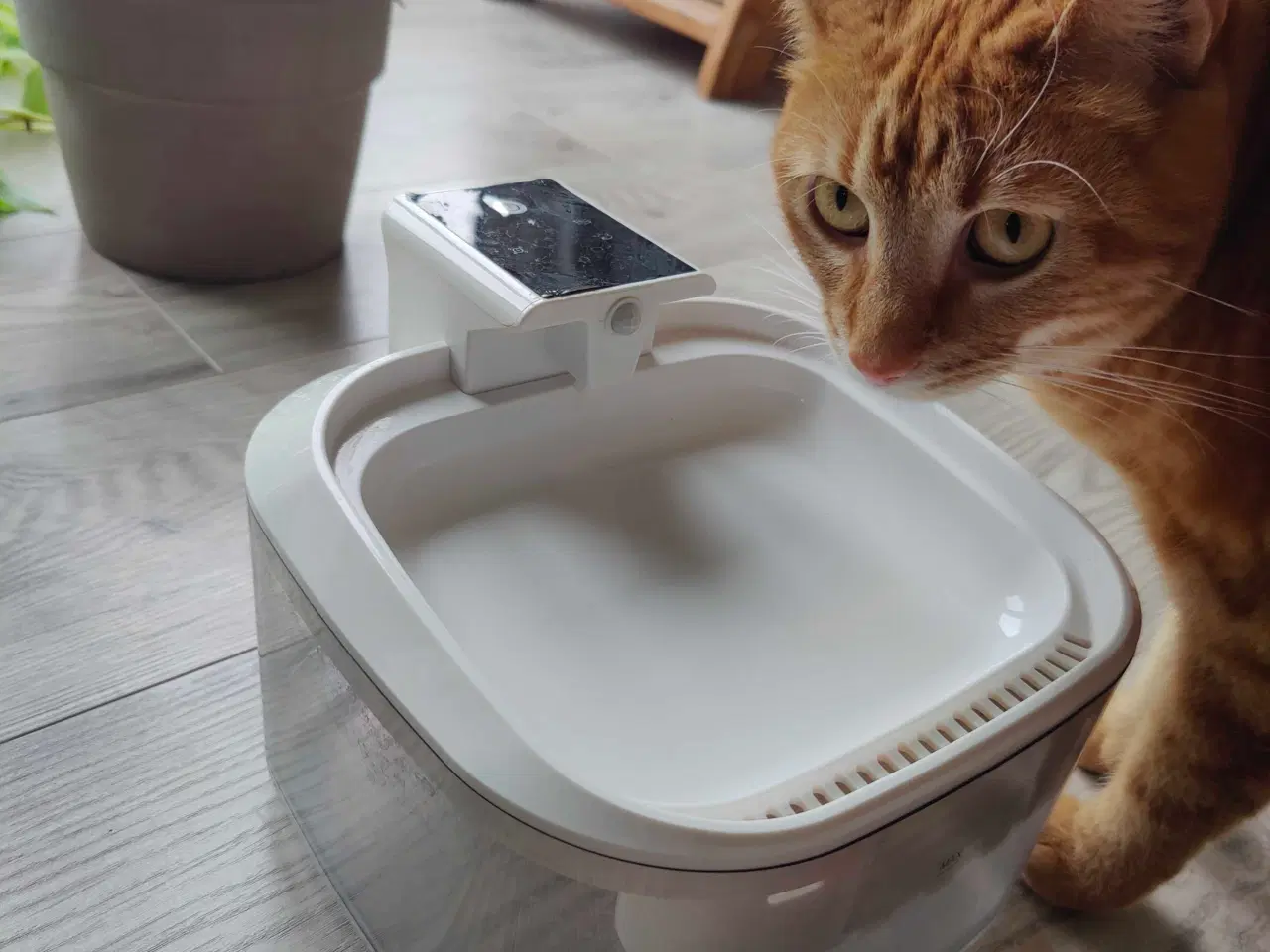 Billede 3 - Drikkefontæne til katte