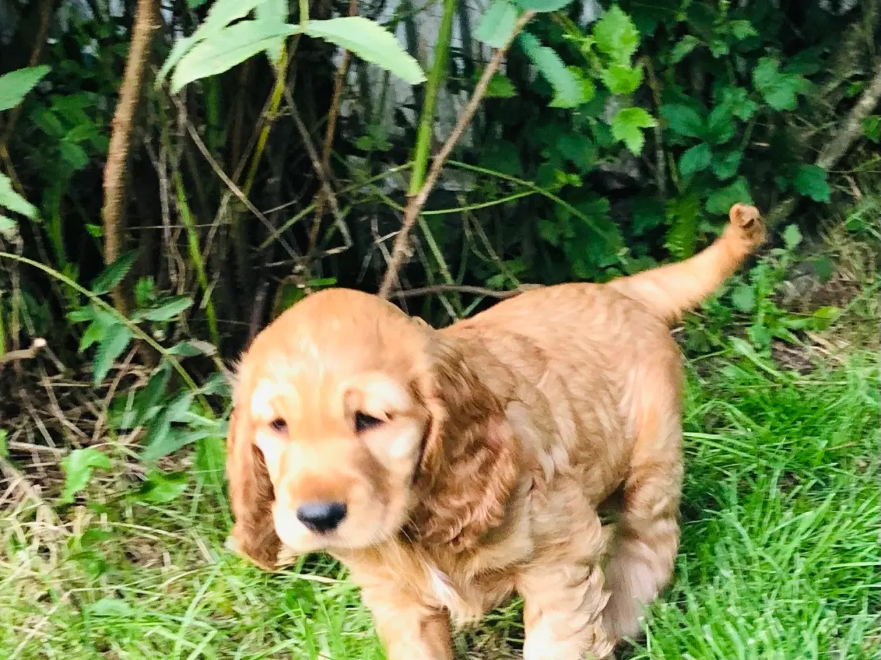 Billede 11 - Engelsk Cocker spaniel